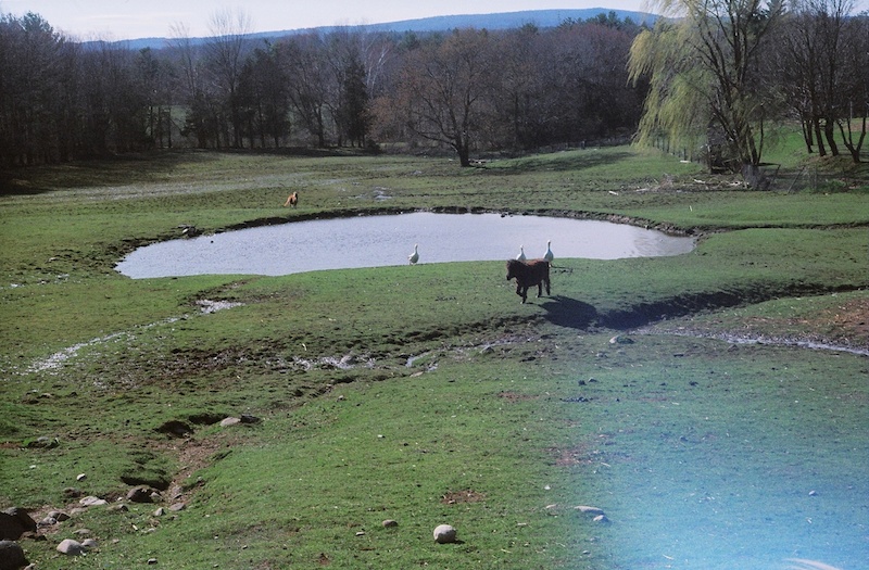 pony and ducks on a farm with a pond