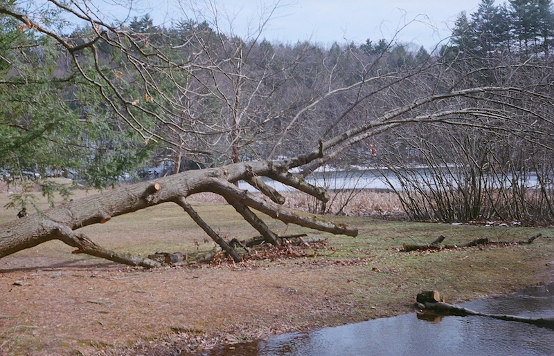 large fallen tree in a landscape