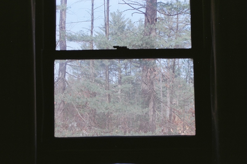 trees through a darkened window